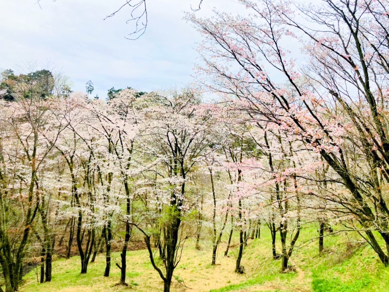 滝山城跡中の丸の桜の画像0