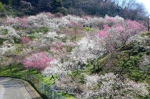 Kinoshitazawa plum grove