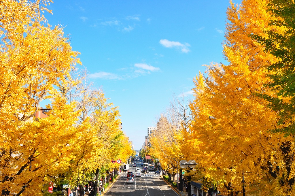 Koshu Kaido Ginkgo Trees