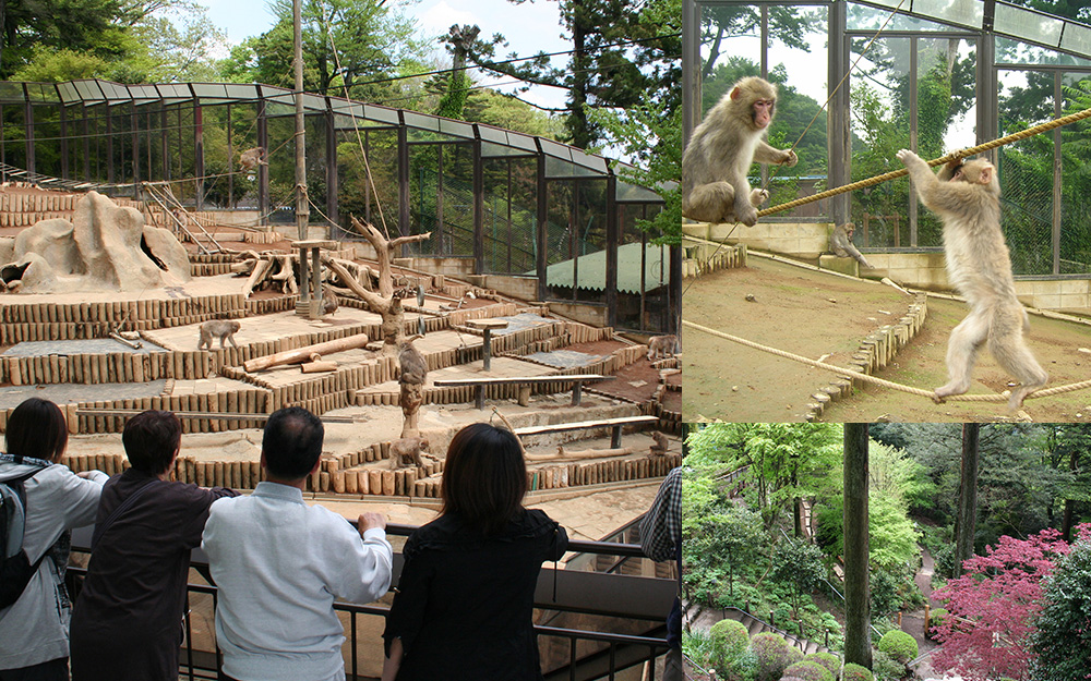 Takao Monkey Garden/Wildflower Garden