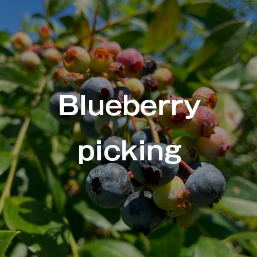 blueberry description