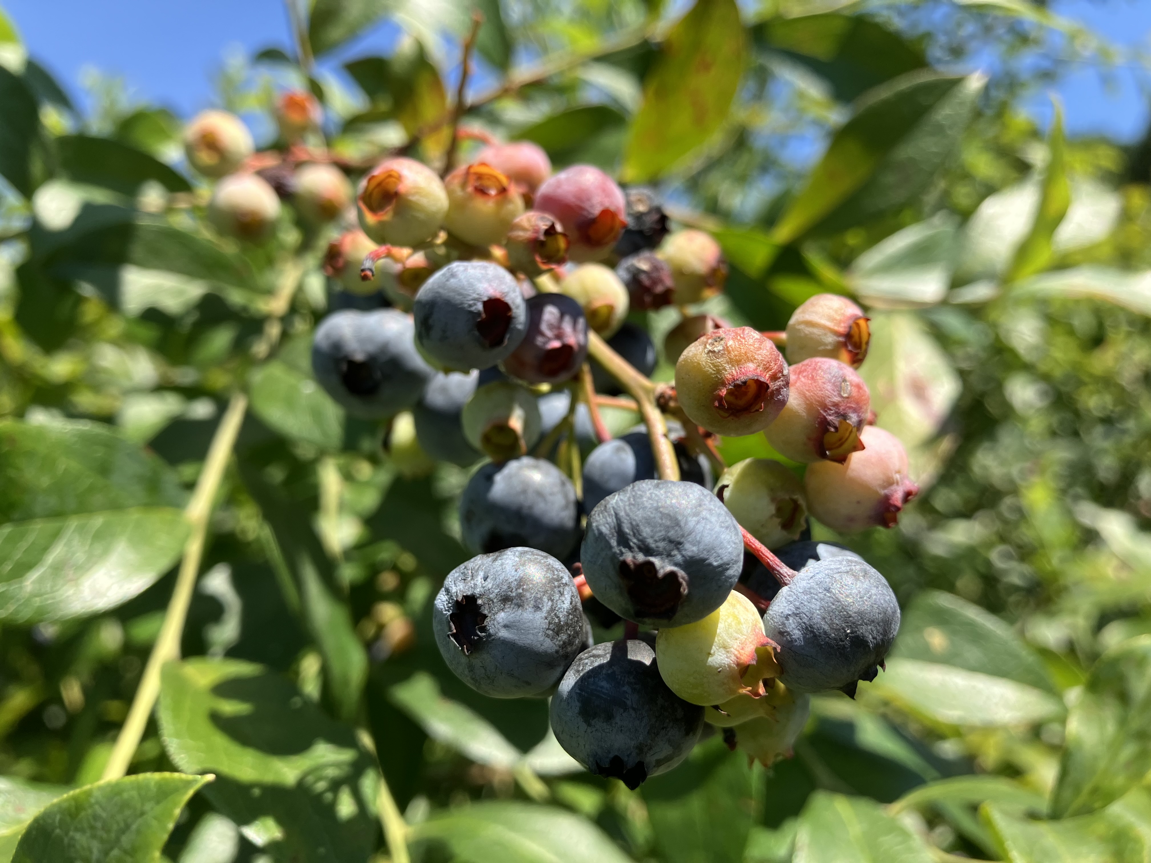 blueberry picking