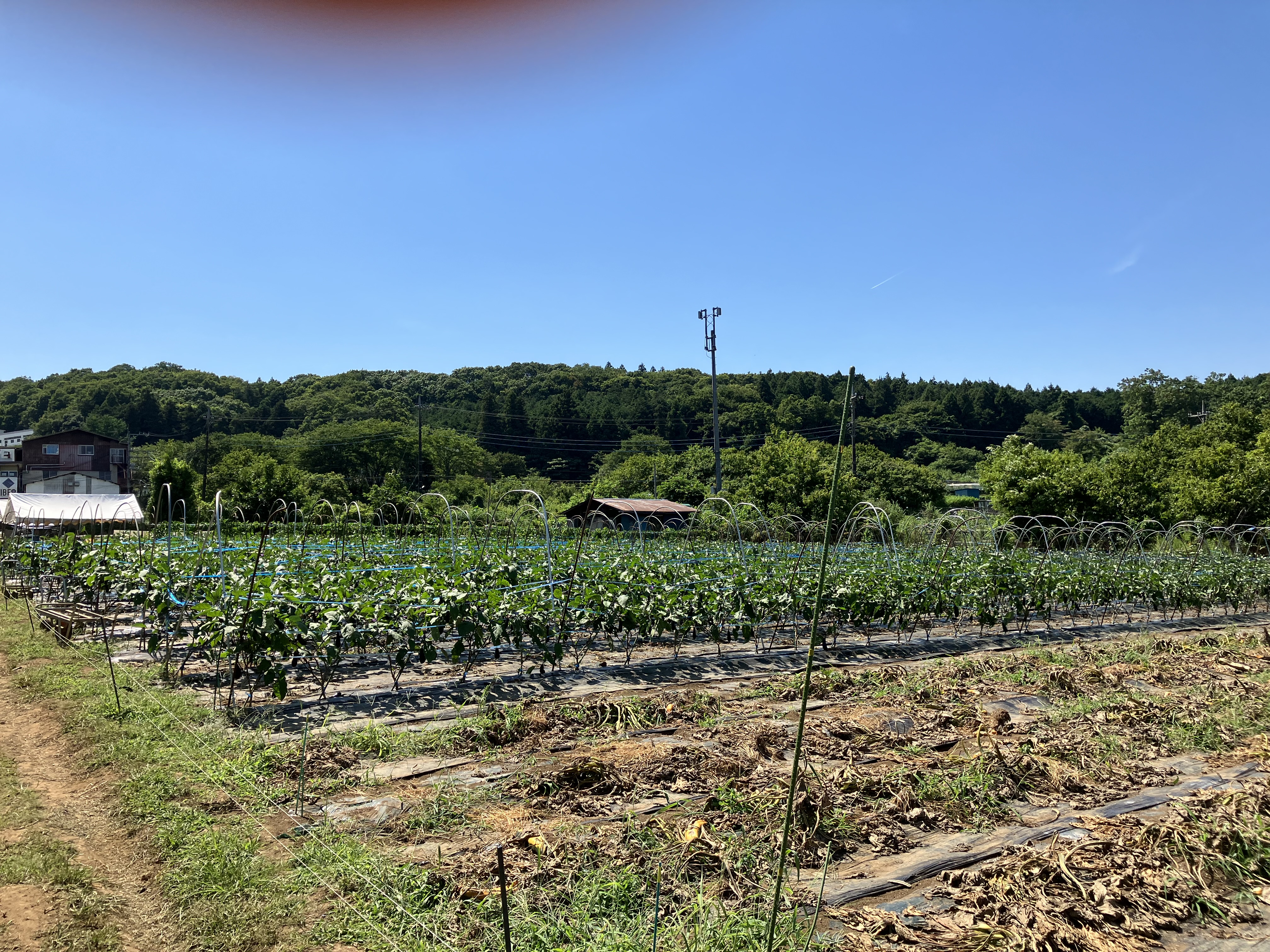 blueberry farm