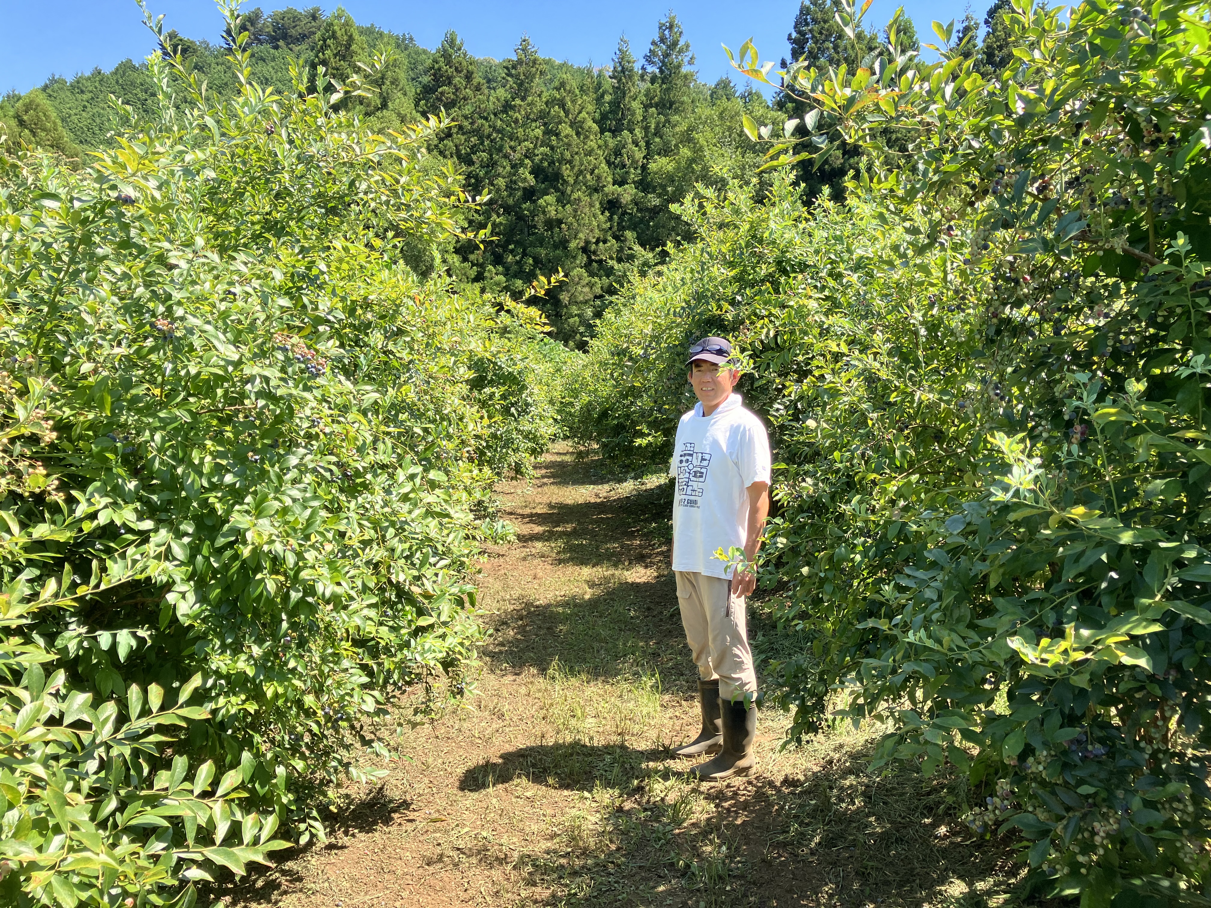 blueberry growers