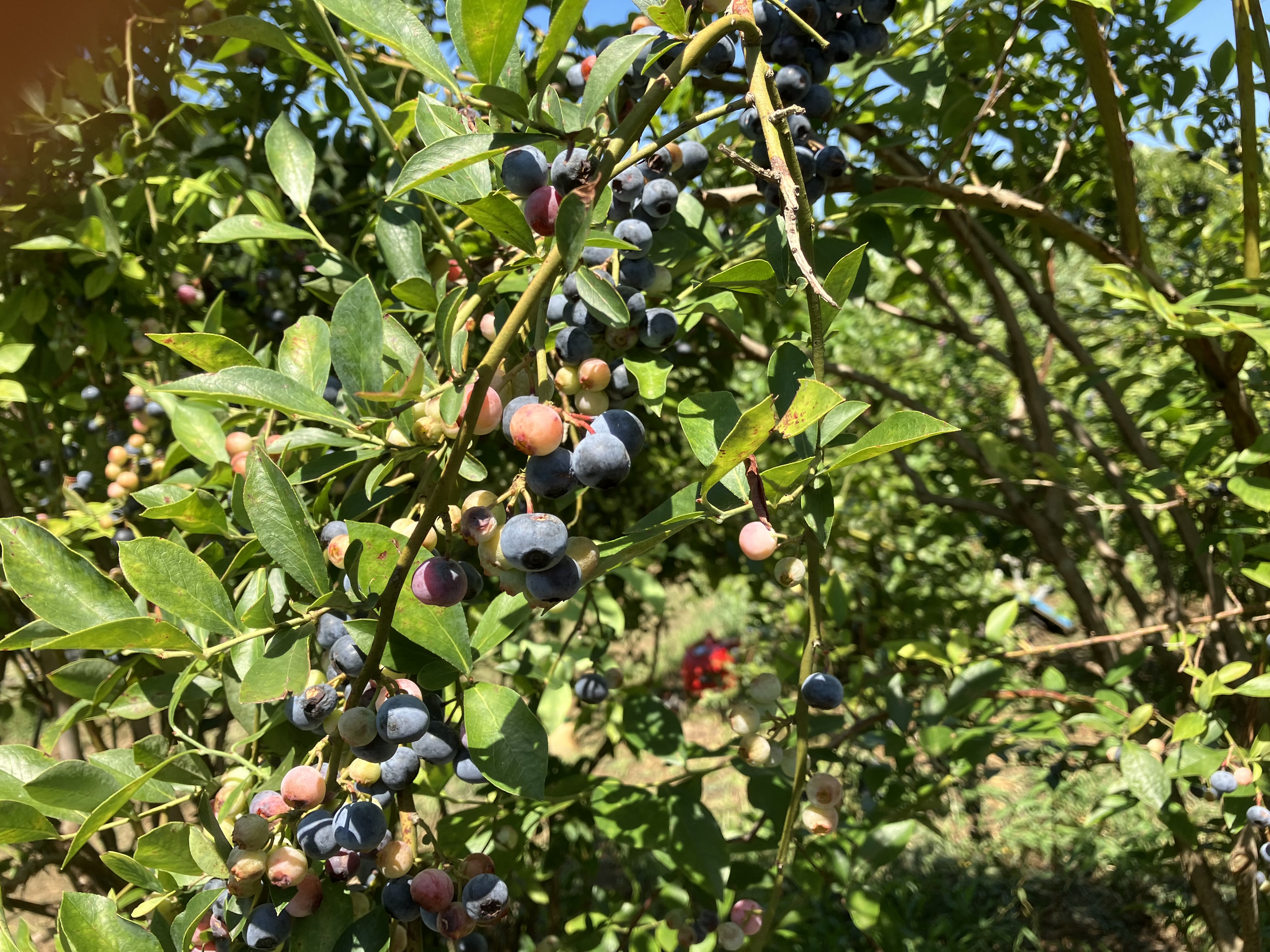 I want to go with my kids♪ Useful for independent research projects! Hachioji Summer Event Carefully Selected 2 'Blueberry picking' edition