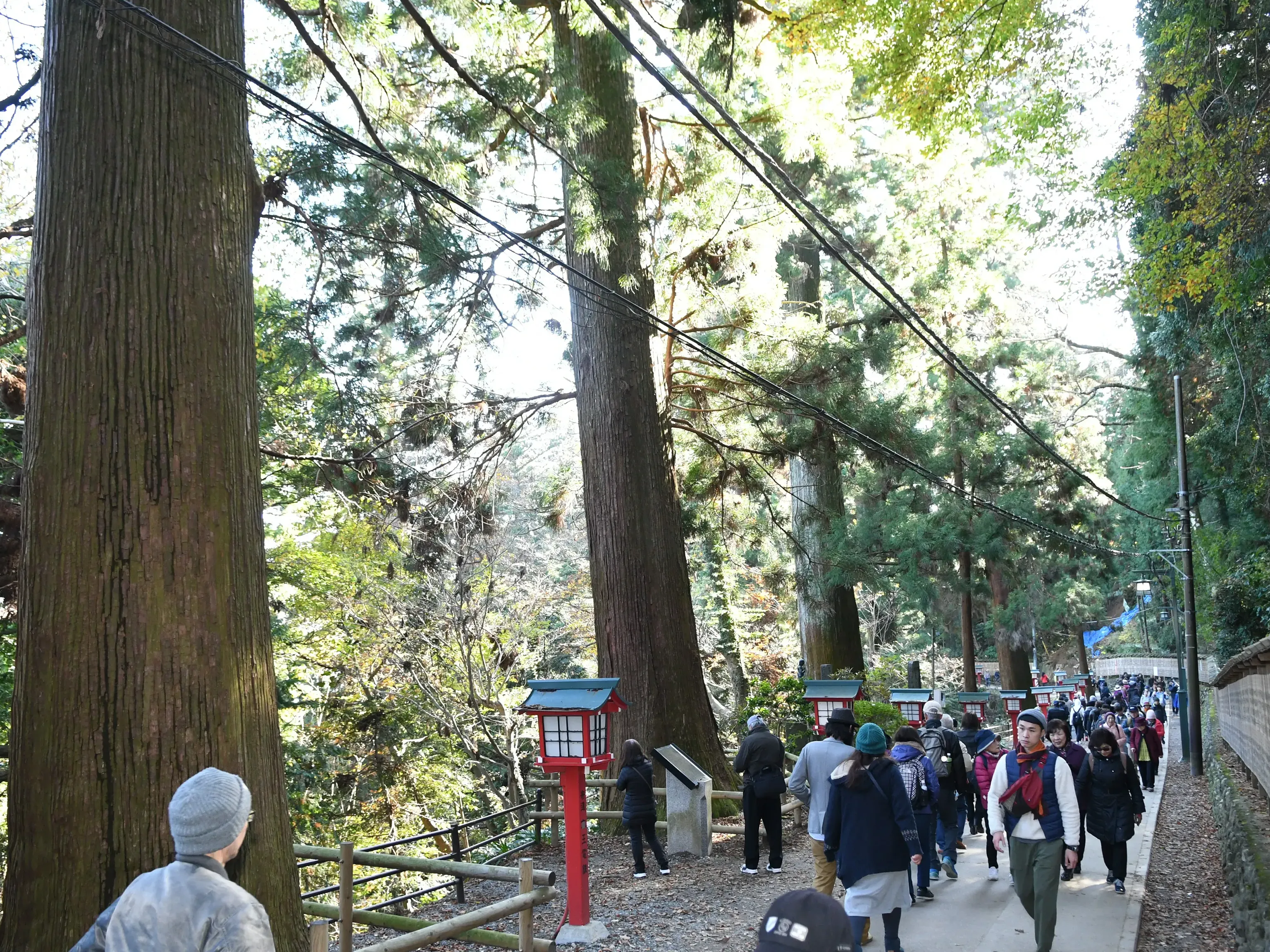 高尾山のスギ