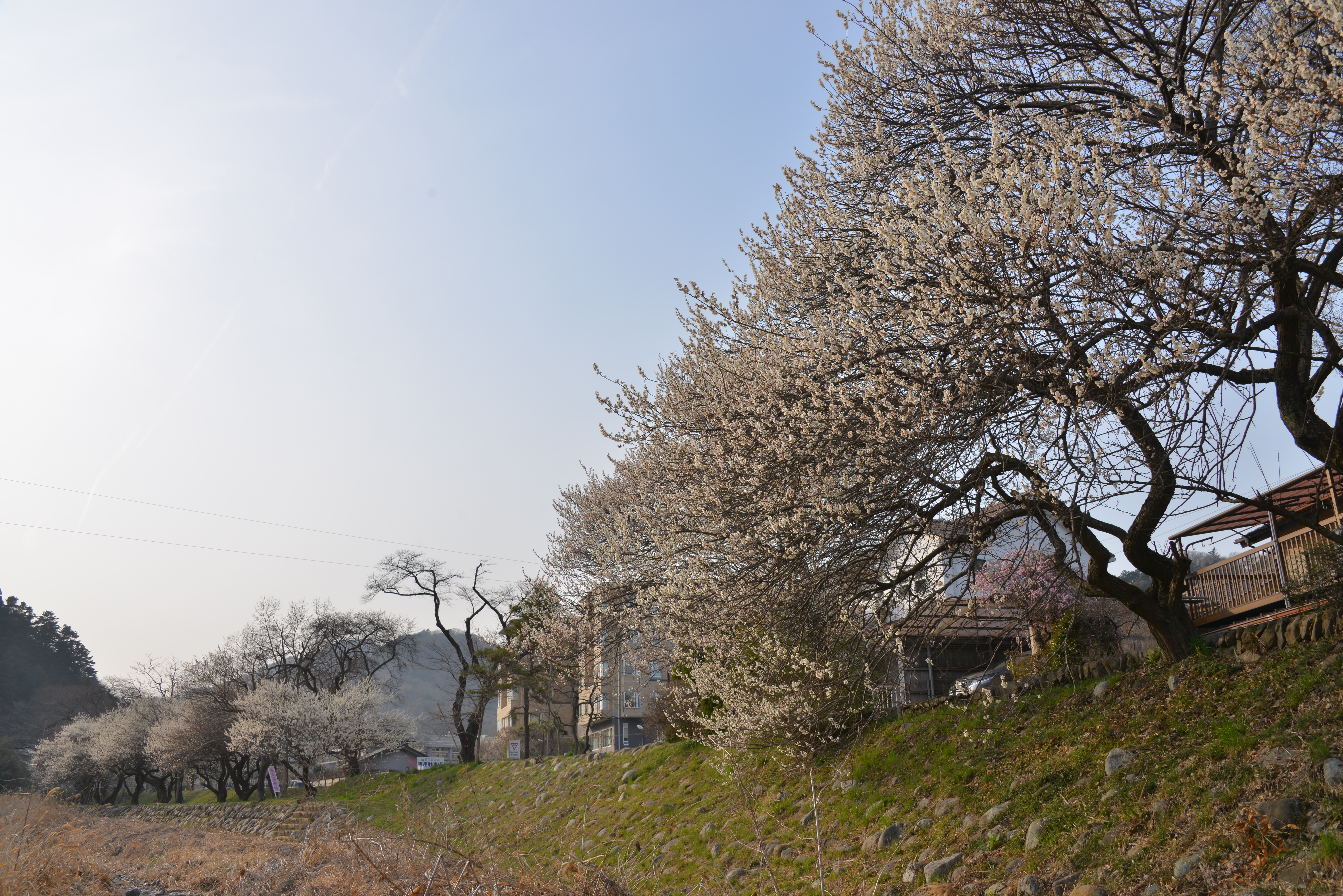 ワクワクする♪梅・桜絶景×おすすめ立ち寄りスポットで、八王子だからこその春到来の喜びを体感する旅へ