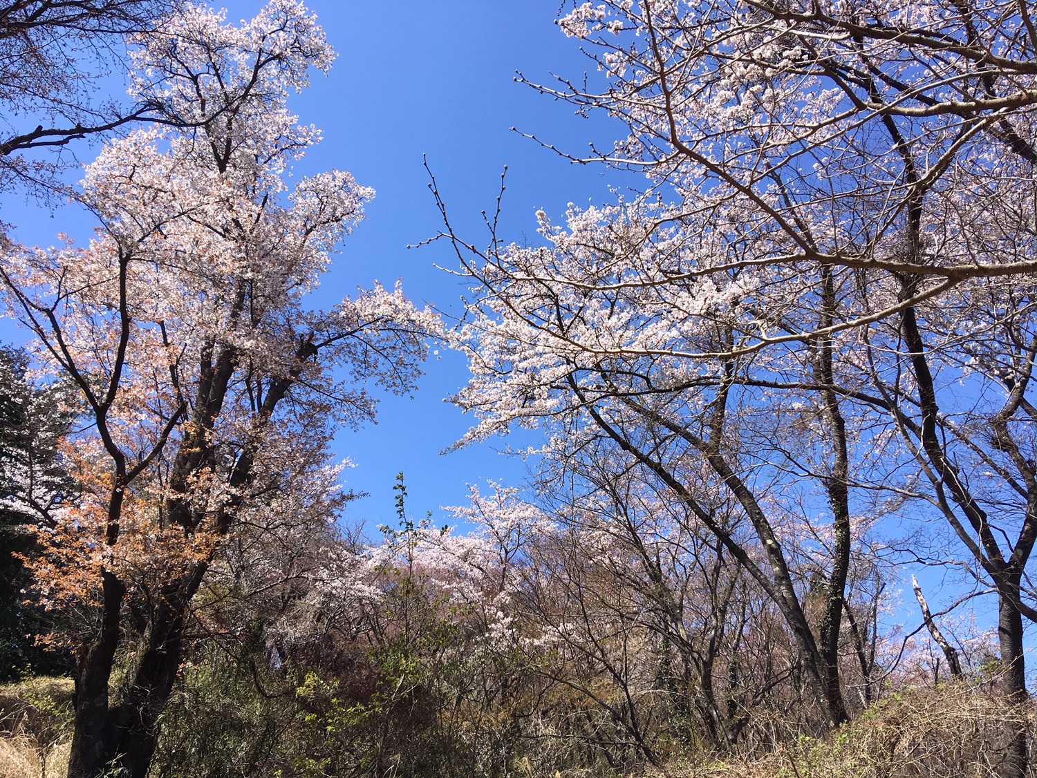 高尾山一丁平の千本桜の画像0