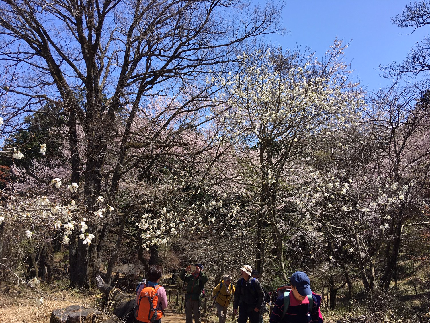 高尾山一丁平の千本桜の画像1