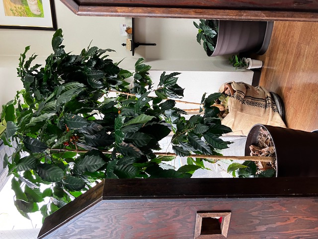 珈琲生活館