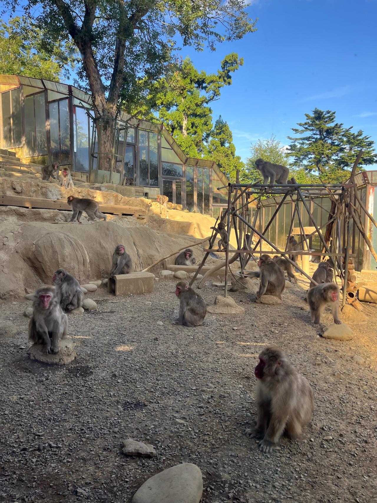 　高尾山さる園・野草園　