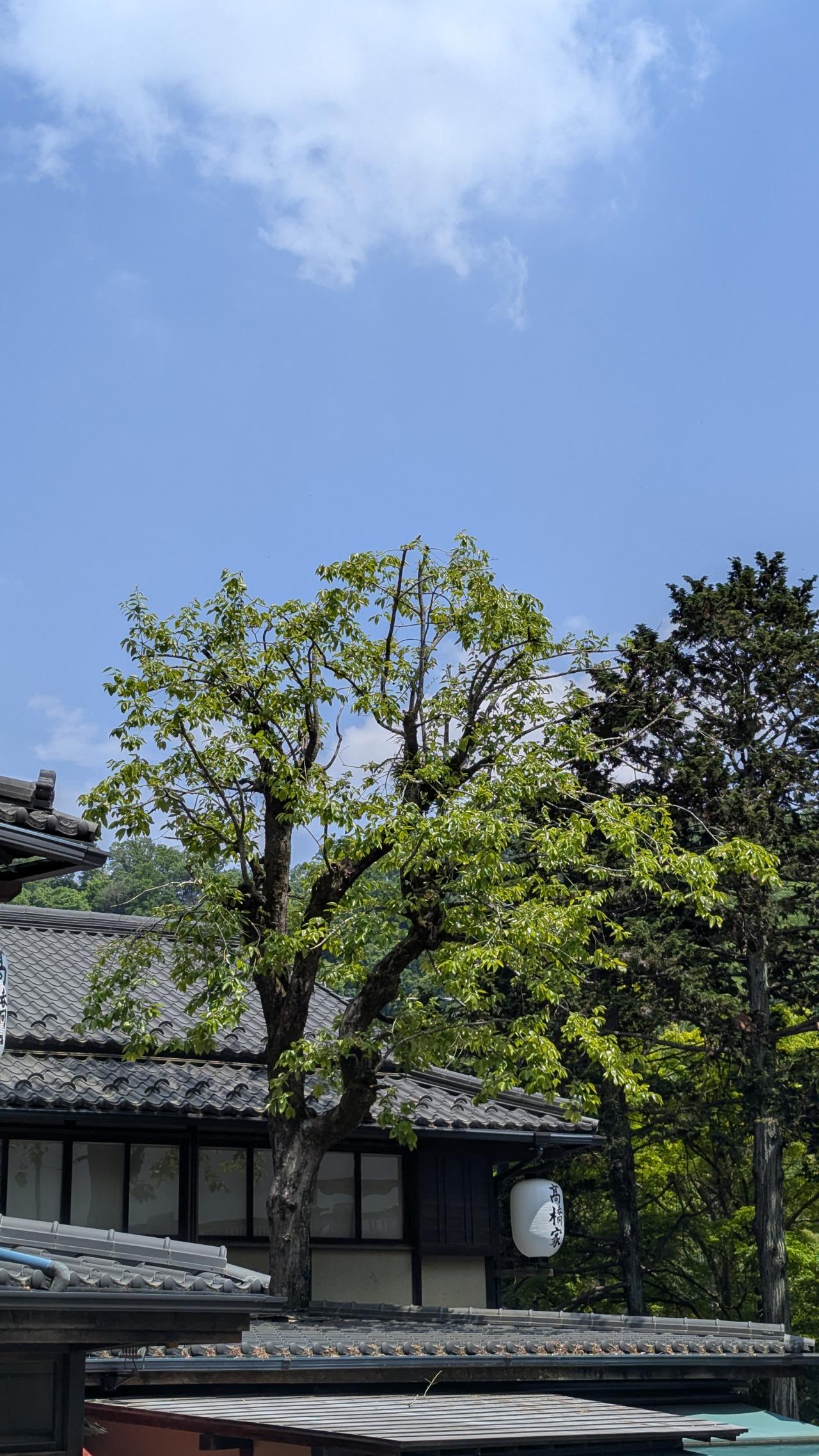ミステリー①神の木が突き抜けた蕎麦店
