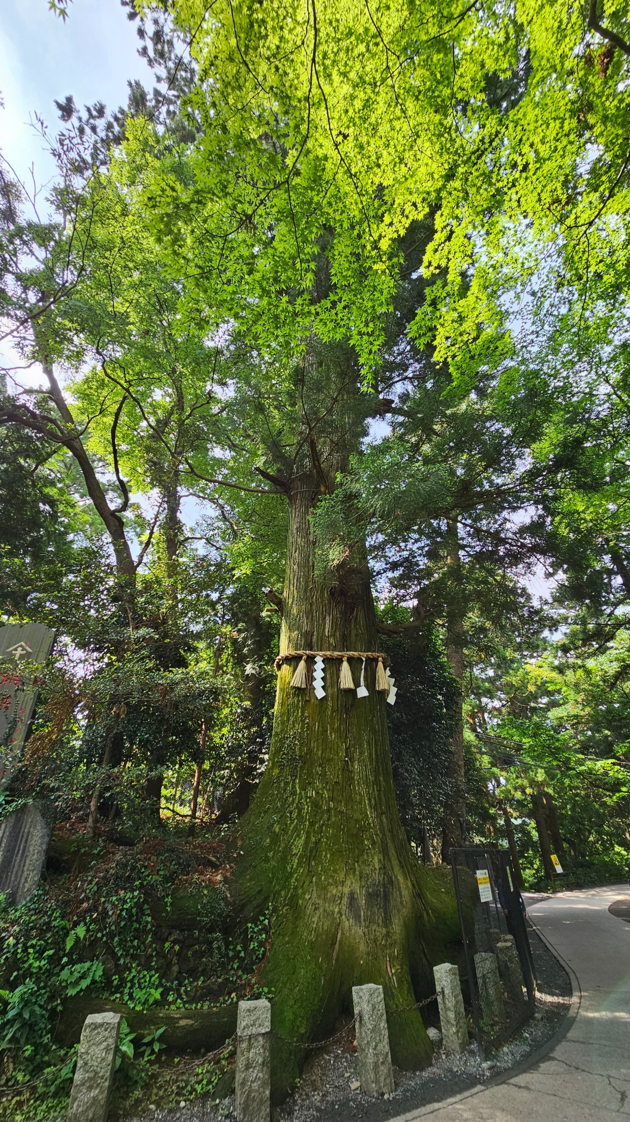 ミステリー②ひとりでに動いた杉の木