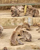 高尾山さる園・野草園