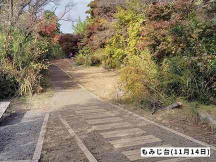 高尾山の紅葉の見ごろは11月中旬から12月上旬です