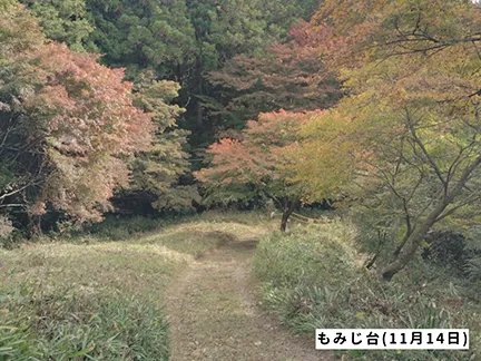 高尾山の紅葉の見ごろは11月中旬から12月上旬です