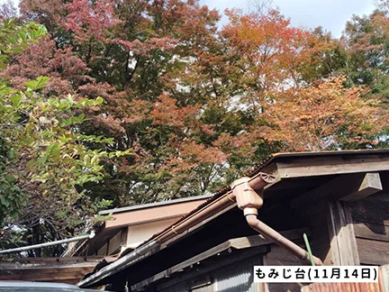 高尾山の紅葉の見ごろは11月中旬から12月上旬です