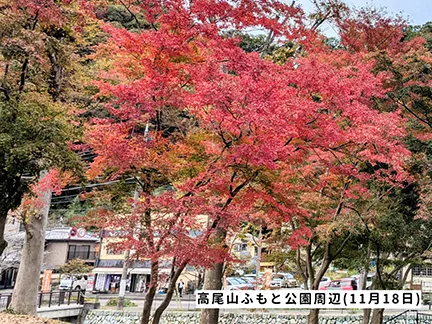 高尾山の紅葉の見ごろは11月中旬から12月上旬です