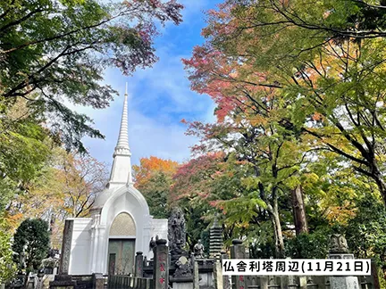 高尾山の紅葉の見ごろは11月中旬から12月上旬です