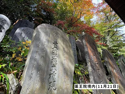 高尾山の紅葉の見ごろは11月中旬から12月上旬です