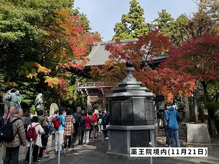 高尾山の紅葉の見ごろは11月中旬から12月上旬です