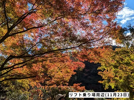 高尾山の紅葉の見ごろは11月中旬から12月上旬です