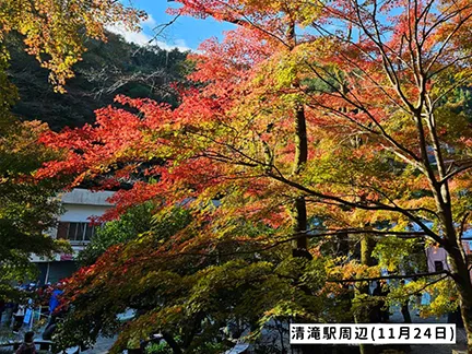 高尾山の紅葉の見ごろは11月中旬から12月上旬です