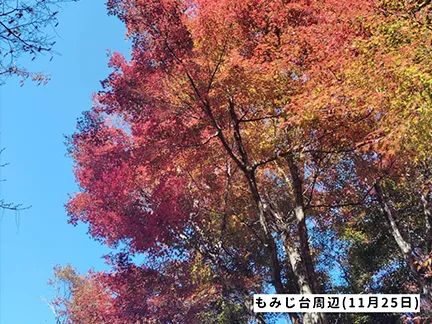 高尾山の紅葉の見ごろは11月中旬から12月上旬です