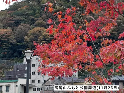 高尾山の紅葉の見ごろは11月中旬から12月上旬です