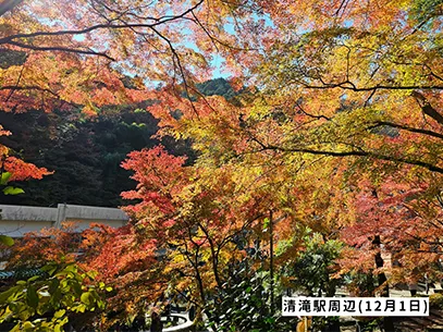 高尾山の紅葉の見ごろは11月中旬から12月上旬です