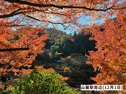 高尾山の紅葉の見ごろは11月中旬から12月上旬です