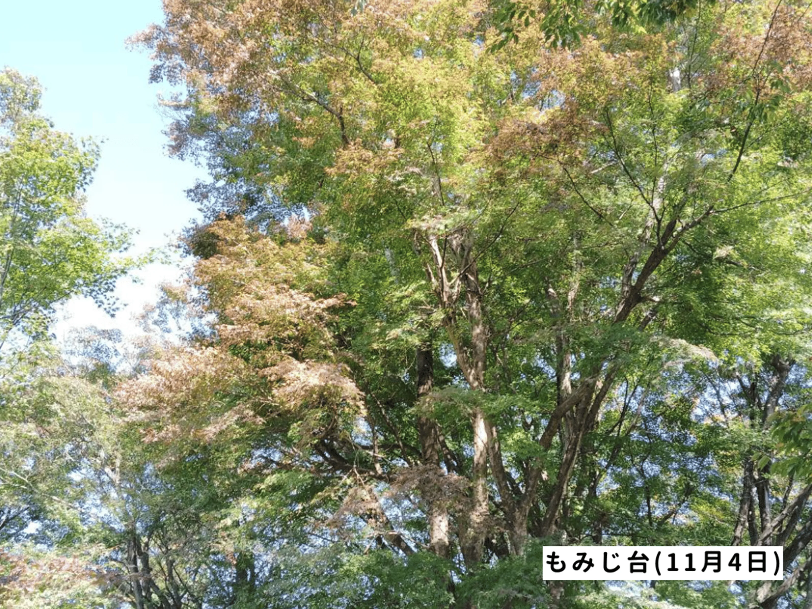 高尾山の紅葉の見ごろは11月中旬から12月上旬です