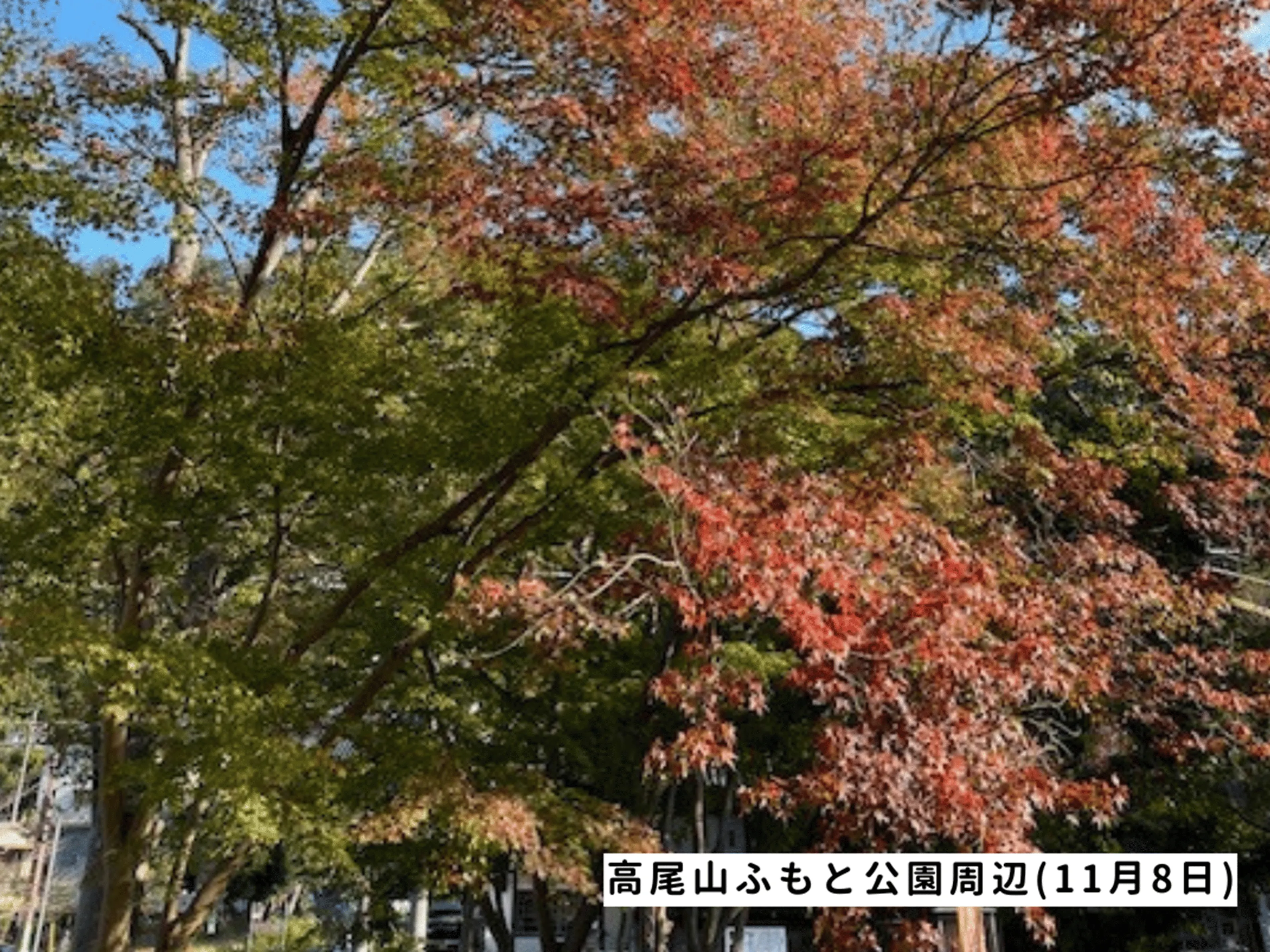 高尾山の紅葉の見ごろは11月中旬から12月上旬です