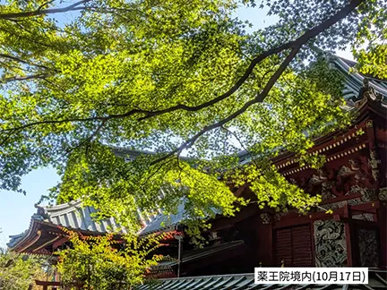 高尾山の紅葉の見ごろは11月中旬から12月上旬です