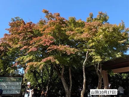 高尾山の紅葉の見ごろは11月中旬から12月上旬です