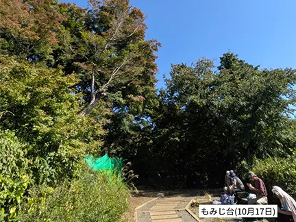 高尾山の紅葉の見ごろは11月中旬から12月上旬です