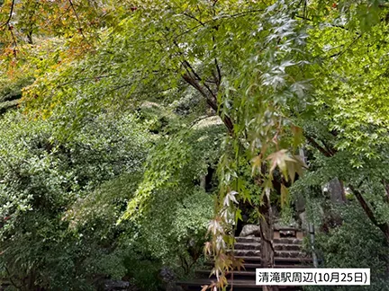 高尾山の紅葉の見ごろは11月中旬から12月上旬です