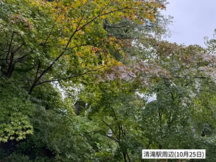 高尾山の紅葉の見ごろは11月中旬から12月上旬です