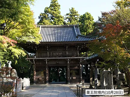 高尾山の紅葉の見ごろは11月中旬から12月上旬です