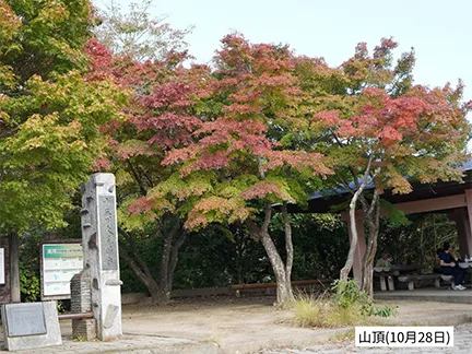 高尾山の紅葉の見ごろは11月中旬から12月上旬です