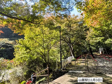 高尾山の紅葉の見ごろは11月中旬から12月上旬です