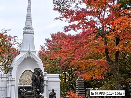 高尾山の紅葉の見ごろは11月中旬から12月上旬です