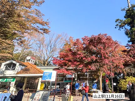 高尾山の紅葉の見ごろは11月中旬から12月上旬です