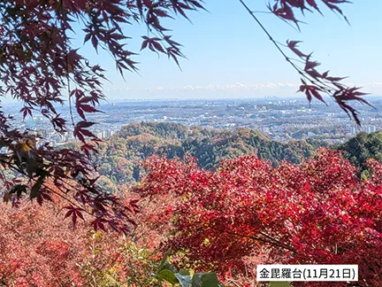 高尾山の紅葉の見ごろは11月中旬から12月上旬です