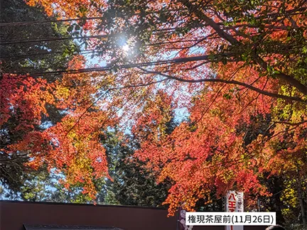 高尾山の紅葉の見ごろは11月中旬から12月上旬です