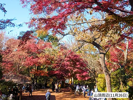 高尾山の紅葉の見ごろは11月中旬から12月上旬です