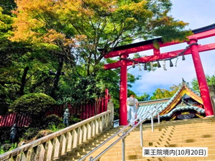 高尾山の紅葉の見ごろは11月中旬から12月上旬です