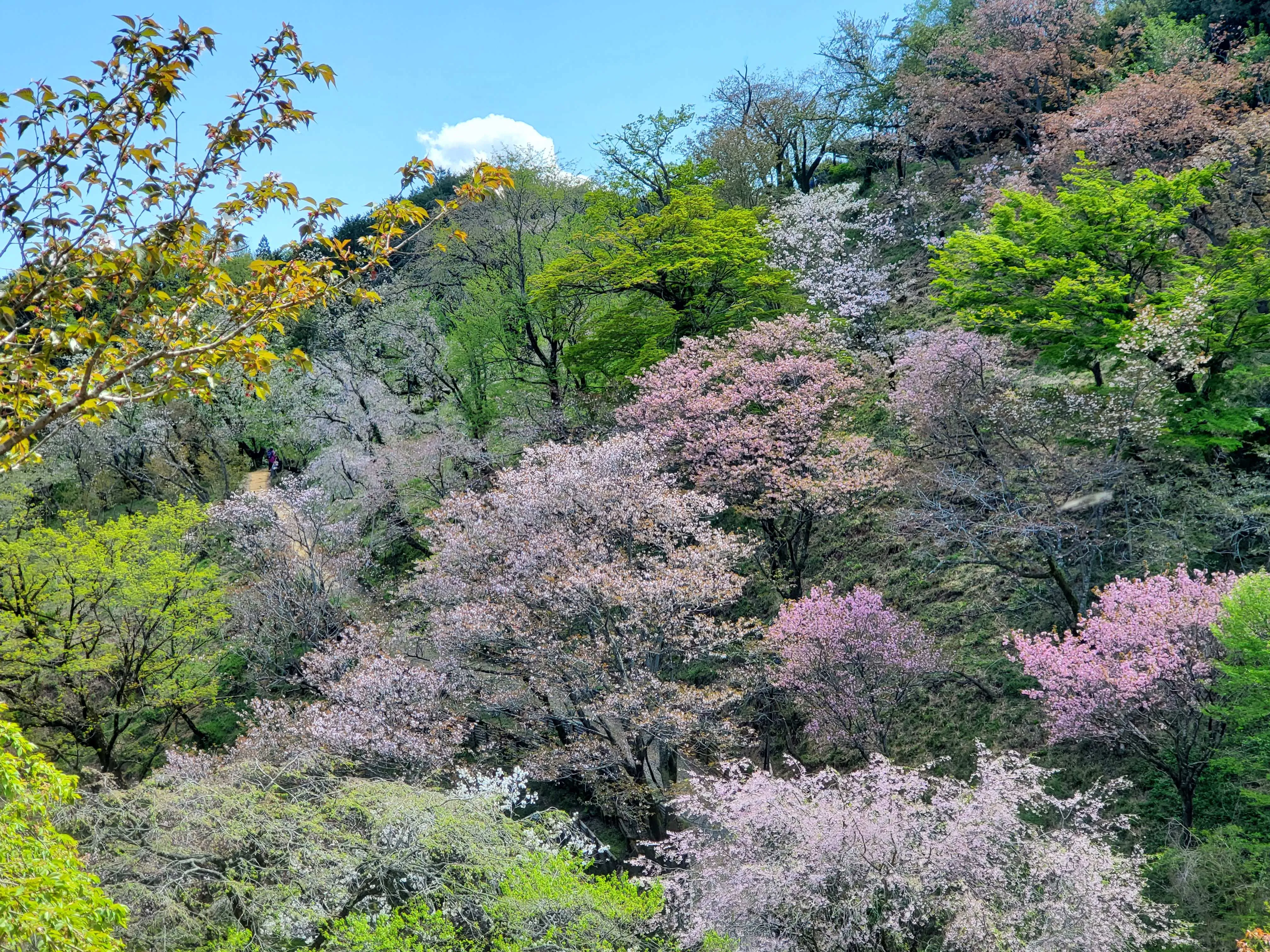 サクラ保存の一般公開